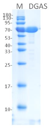 12% reducing SDS-PAGE analysis of purified DgAS (approximately 4 mg protein loaded).